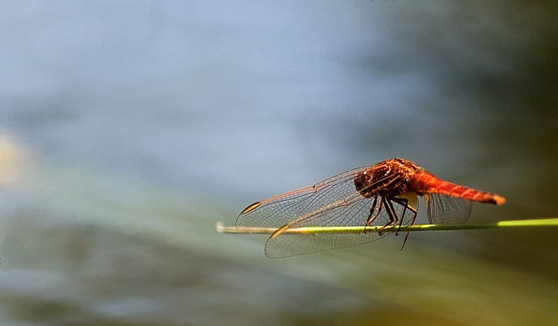 Red dragon