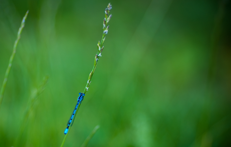 Blue on green