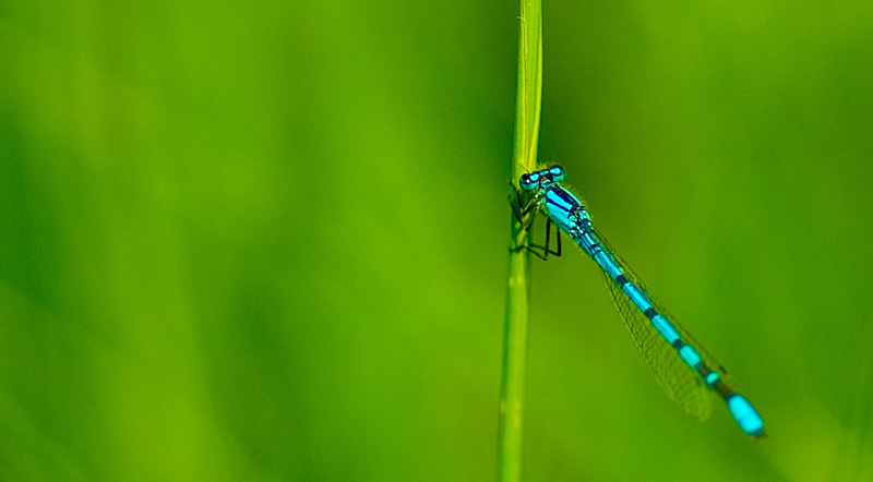 Blue on green 2