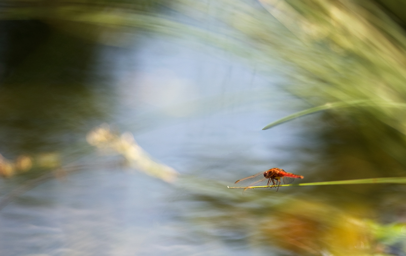 Red dragon 2