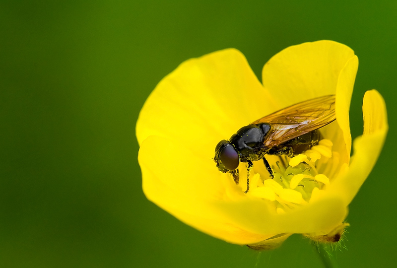 yellow cocoon