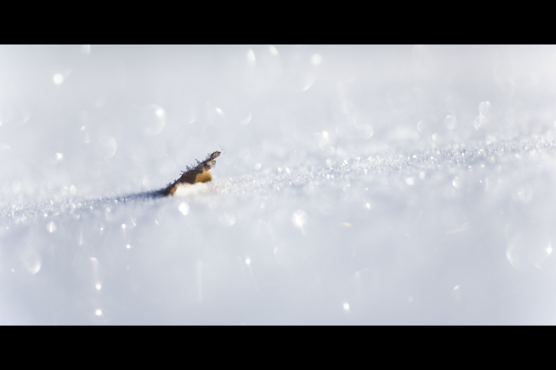 feuille sous la neige