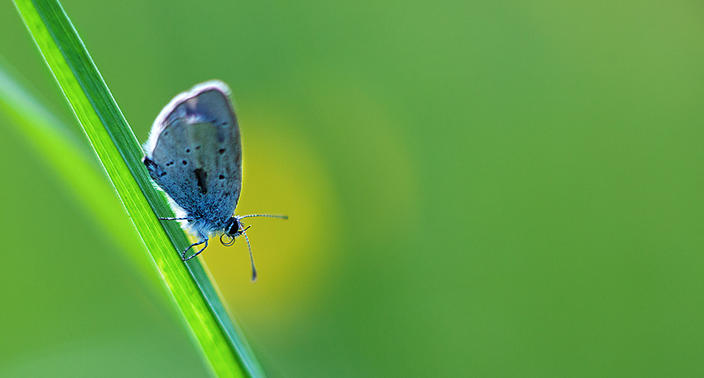 papillonbleu