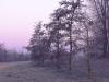 Purple three