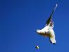 Acrobat bird