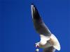 Hungry bird