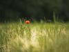 Alone in a yellow land