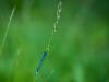 Blue on green