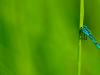Blue on green 2