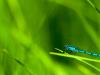 Blue on green 3