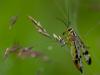 Mouche scorpion