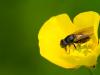 yellow cocoon