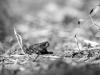 Little frog
