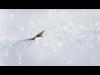 feuille sous la neige