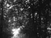 woods