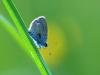 papillonbleu