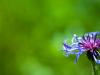 fleurviolette